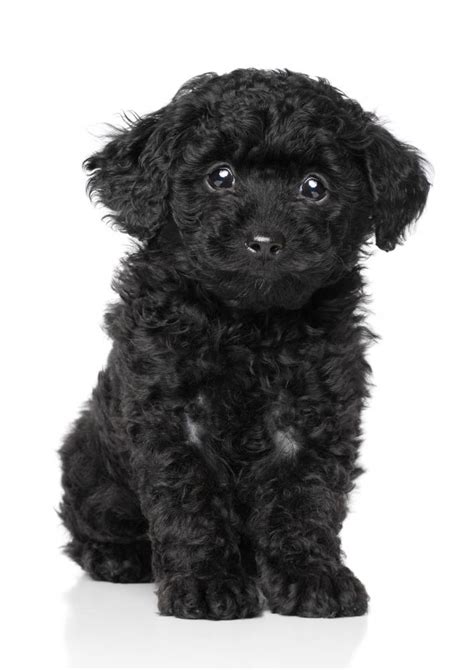 Black Toy Poodle Puppy Wall Decal