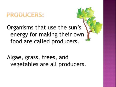 We are lucky to have producers, since we can't eat sunlight or PPT - HOW DO ORGANISMS GET ENERGY FROM A FOOD CHAIN ...