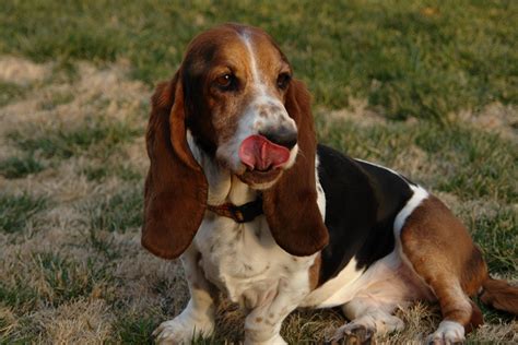 Basset Hound Information Dog Breeds At Thepetowners