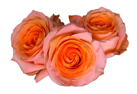 Rose Coral Reef Standard Rose Roses Flowers By