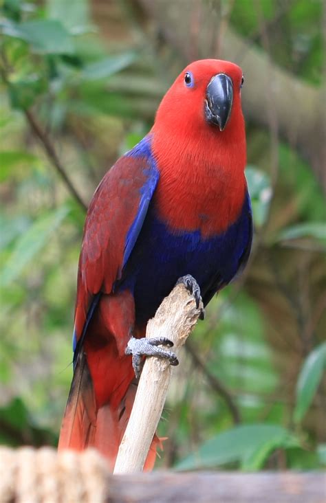 Fileeclectus Parrot Eclectus Roratus2c Wikimedia Commons