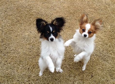 Pin By Barbara Rathmanner On Butterfly Dogs Papillon Dog Papillon