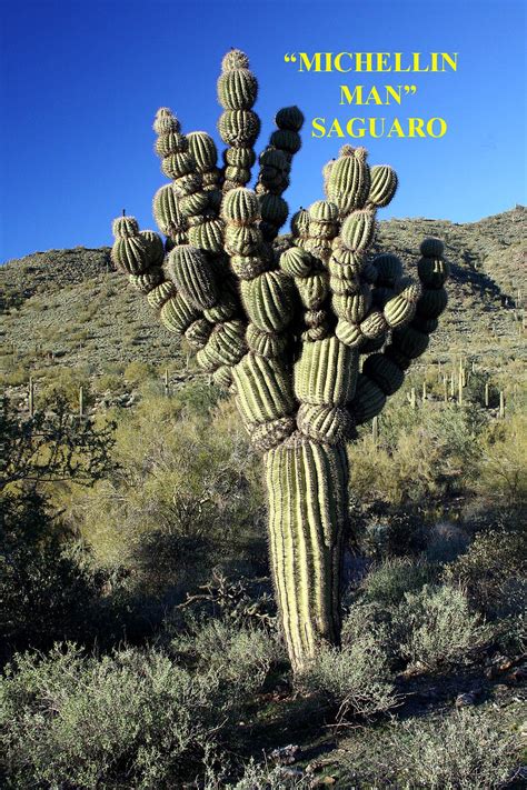 I went shopping and browsing at a nursery of desert plants today in cave creek, just north of phoenix. Saguaro Cactus - otherwise deemed as the Michellin Man ...