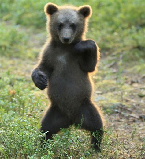 Adorable Brown Bear Cub Shows Off His Crazy Dance Moves And Theyre