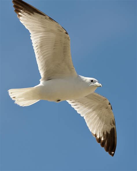 The Amazing Life Abc Wednesday R Is For Ring Billed Gull