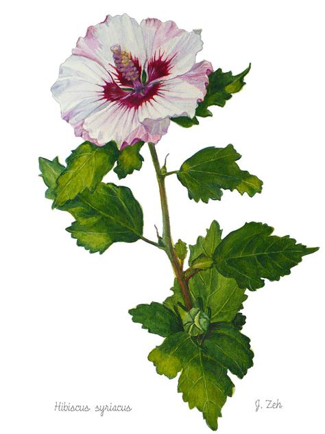 Rose Of Sharon Hibiscus Syriacus Painting By Janet Zeh