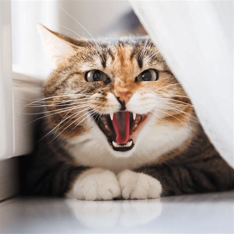 How To Calm An Angry Cat Catster