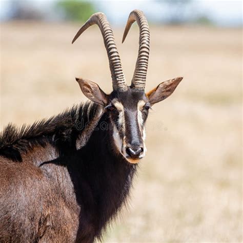 Sable Bull Stock Image Image Of Brown African Mammal 145520917