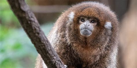 Titi Monkey Smithsonians National Zoo