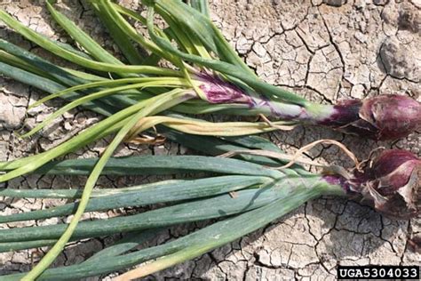 They are available all year round, and they usually have spiky flowers. What's wrong with my plant? : Garden : University of ...