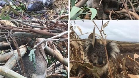 Petition · Protect Our Native Australian Animals ·