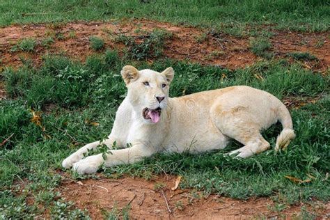 White Lion Stock Photo Image Of Pride Serengeti Mara 36778804