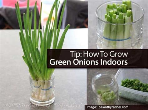 Plants grow in water…not soil. Tip: How To Grow Green Onions Indoors | Garden tips ...