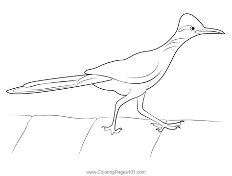 Greater Roadrunner Coloring Page For Kids Free Cuckoos Printable