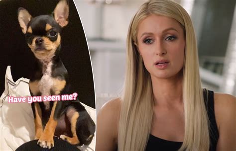 Paris Hilton Provides Update On Missing Dog Says Multiple Pet Mediums