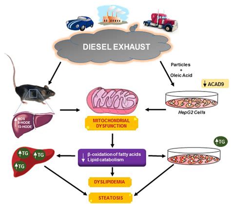 Diesel Exhaust Induces Mitochondrial Dysfunction Hyperlipidemia And