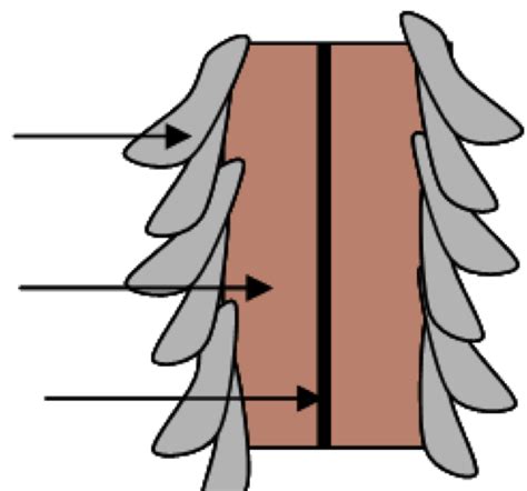 Hair Structure Layers Diagram Diagram Quizlet