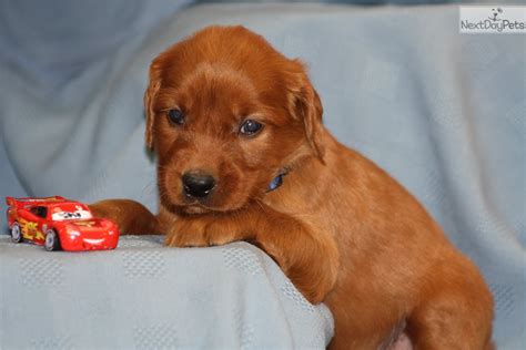 Registered irish setter puppies and hybrid golden irish puppies. Chestnut: Golden Irish puppy for sale near Louisville, Kentucky. | e5f87994-12a1