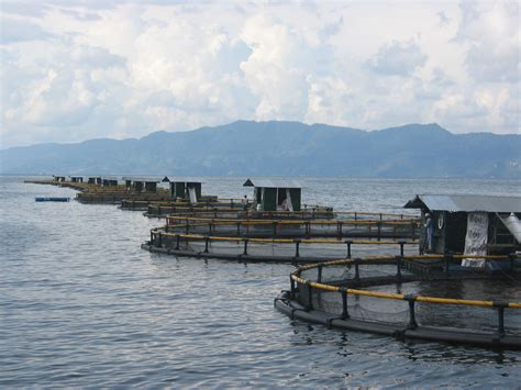 Indonesia And Honduras Tilapia Swim Into Seafood Guide Upgrade Wwf