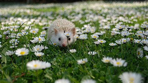Hedgehog Wallpaper And Background Image 1600x900 Id