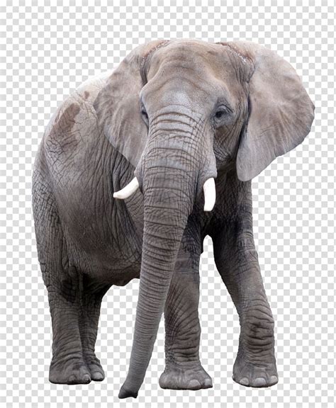 Asian Elephant African Elephant Elephants Transparent Background Png Clipart Hiclipart