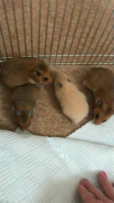 Baby Syrian Hamsters In Wallsend Tyne And Wear Gumtree