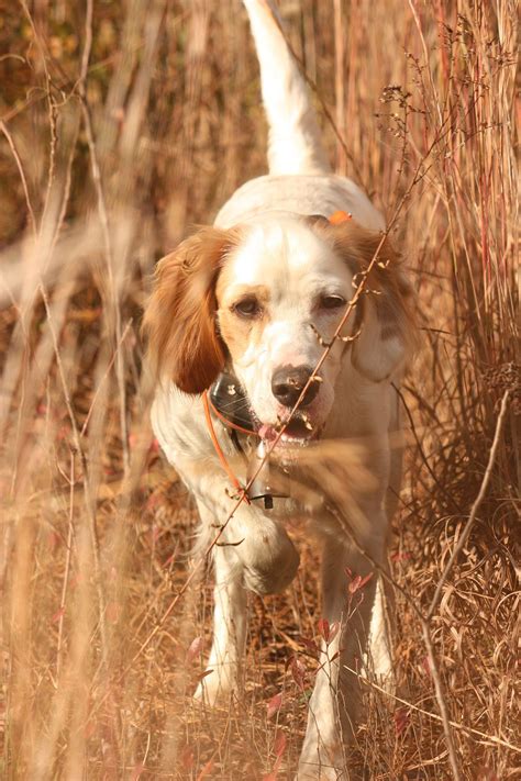 Upland Almanac Bird Hunting Dogs And Dog Training Shotgun