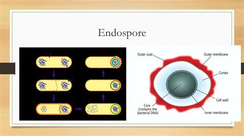 Viruses & Bacteria Chapter ppt download