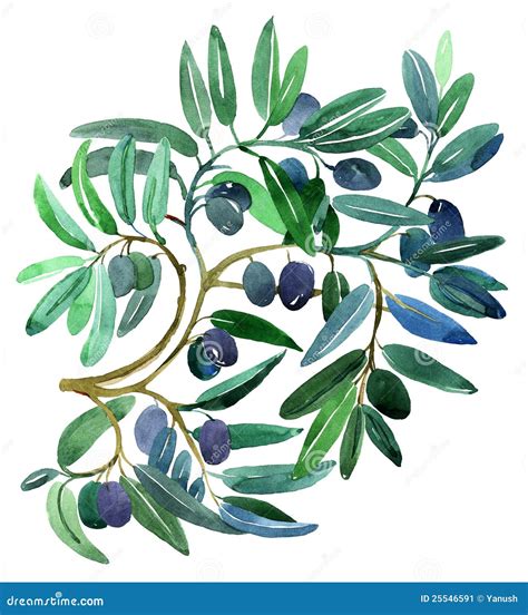 Ramos de oliveira ilustração stock Ilustração de fundo
