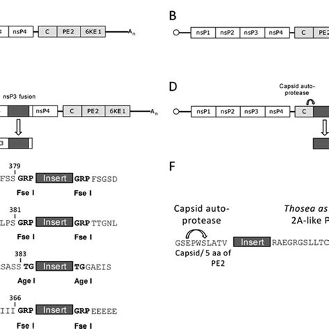(PDF) Stable, High-Level Expression of Reporter Proteins from Improved
