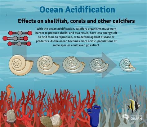Consequences Of Ocean Acidification On Marine Animals Mind The Graph Blog