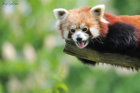 Red Panda Smile By Josef Gelernter On 500px Red Panda Panda Animals