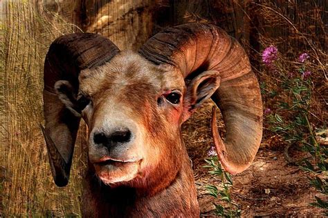 What are the aries horoscope dates? Lucky Number in 2018 based on Zodiac Sign