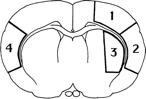Schematic Drawing Showing The Four Brain Regions Dissected For