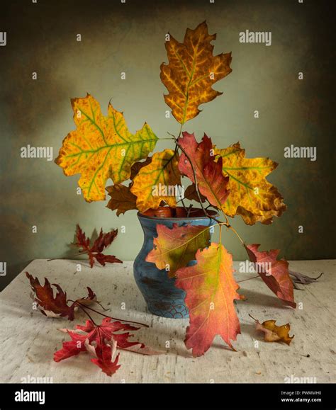 Beautiful Oak Tree Branch With Yellow And Green Leaves Hi Res Stock