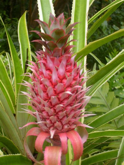 Baby Pineapple In Hawaii Maui Hawaii Baby Pineapple Left Flowers