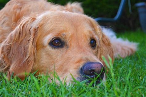 Why is my dog eating grass all of a sudden? Why do dogs eat grass? - SitStay