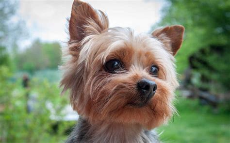 Corgi Yorkie Mix Characteristics Appearance And Pictures