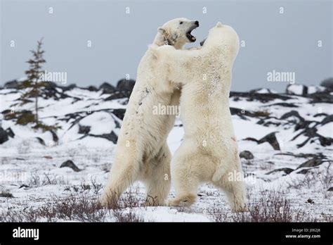 Polar Bears Wrestling Hi Res Stock Photography And Images Alamy