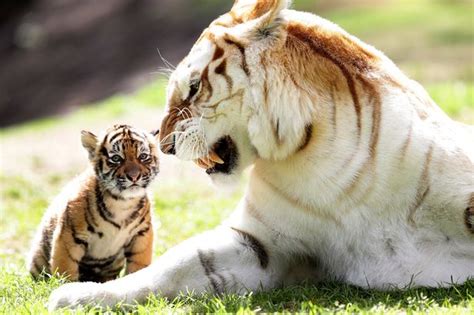 Our products are made in the usa with safety tempered glass. Tiger cub makes a roar-some debut with his fearsome ...