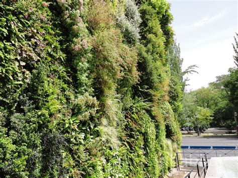patrick blanc s lush vertical garden is a green oasis in the middle of madrid