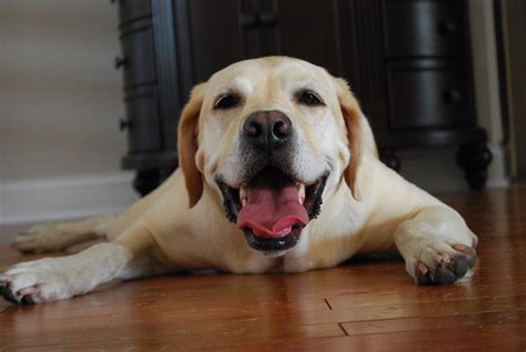 Kara's Korner: The Happiest Dog you ever did see