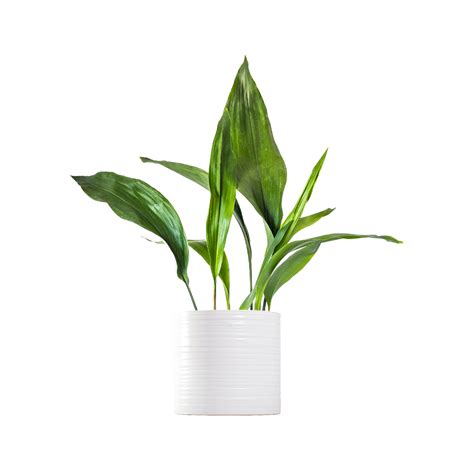 Shop Cast Iron Plant Indoor Plants Online Planterina