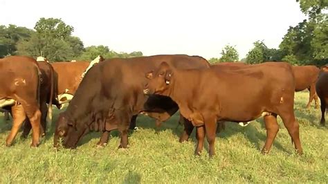 Whether managing a purebred or commercial crossbred cattle enterprise anywhere in australia, the santa gertrudis breed is proving to have the main. Santa Gertrudis Cattle - Cattle for Sale