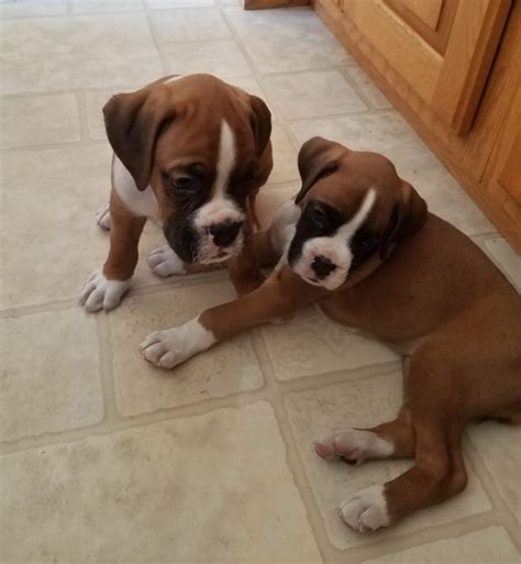 47 Boxer Puppies For Free Adoption Pic Bleumoonproductions