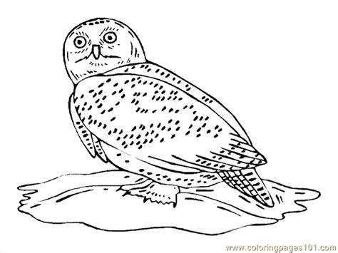 coloring pages owl coloring page  birds owl  printable coloring page