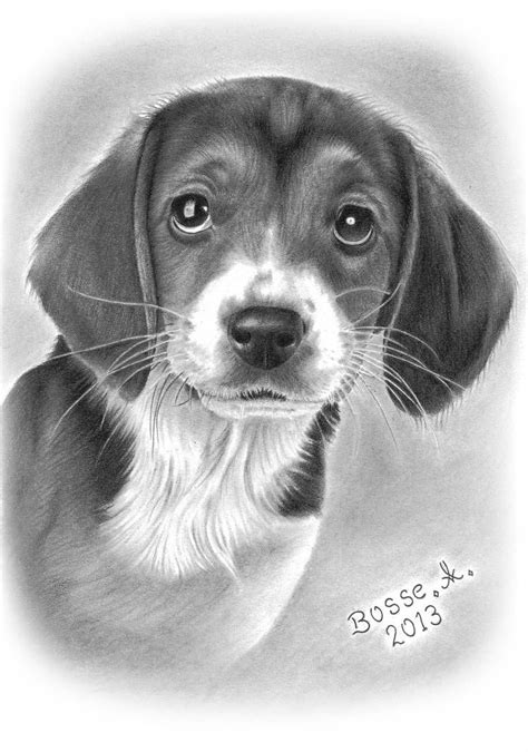 Realistic Beagle Puppy Drawing