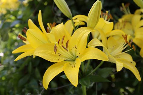 All About Lilies
