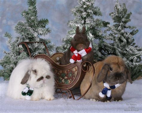 Too Cutethere So Fuzzy Im Gonna Die Christmas Animals Rabbit