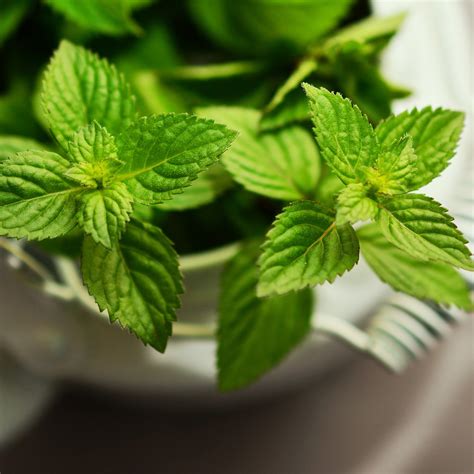 Learn about keto’s effects on exercise, fat, muscle, diseases, and more. peppermint | Health Topics | NutritionFacts.org